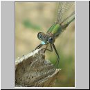 Lestes viridis - Weidenjungfer m03.jpg